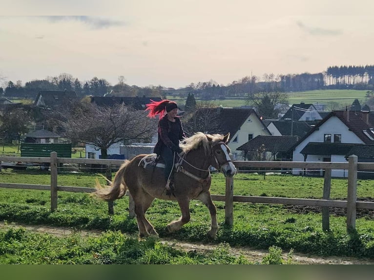 Meer koudbloeden Merrie 3 Jaar 158 cm Vos in Linkenbach