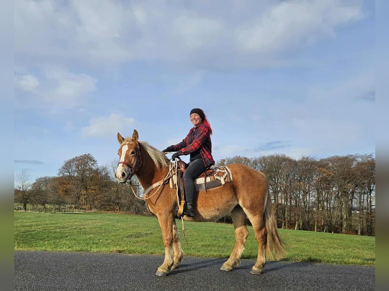Meer koudbloeden Merrie 3 Jaar 158 cm Vos in Linkenbach