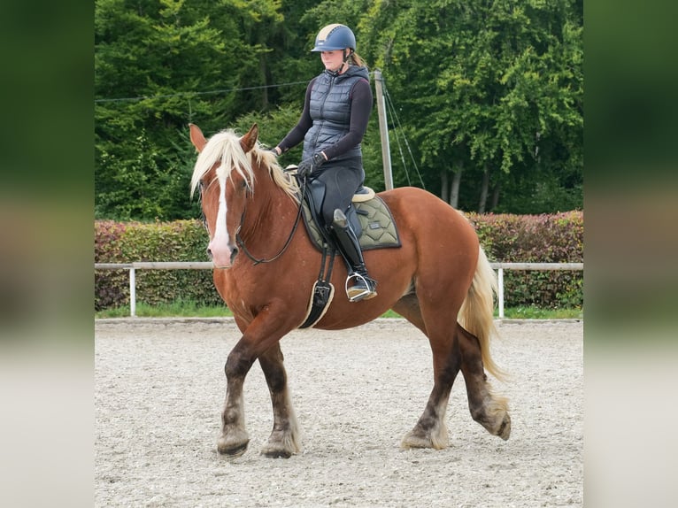 Meer koudbloeden Merrie 3 Jaar 160 cm Vos in Neustadt (Wied)