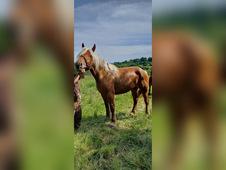 Meer koudbloeden Merrie 3 Jaar 175 cm Vos in froeschwiller