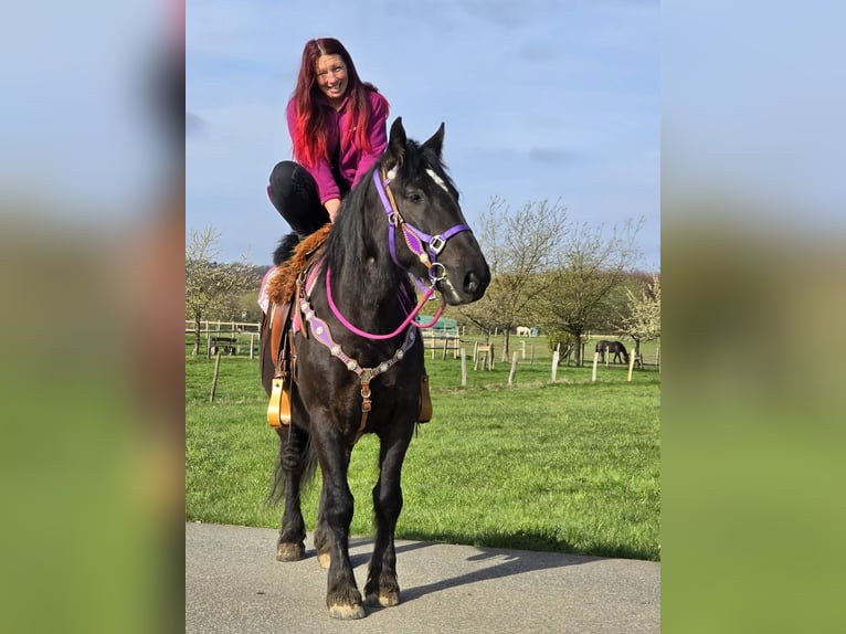 Meer koudbloeden Mix Merrie 4 Jaar 153 cm Zwart in Linkenbach