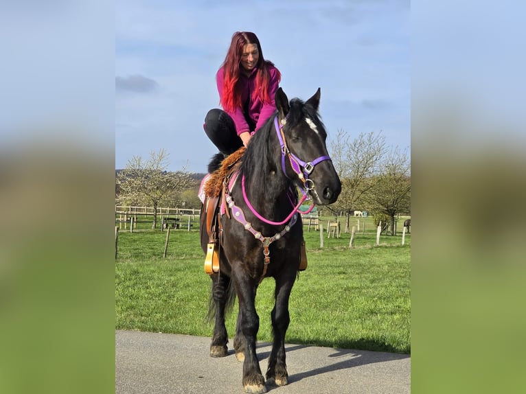 Meer koudbloeden Mix Merrie 4 Jaar 153 cm Zwart in Linkenbach