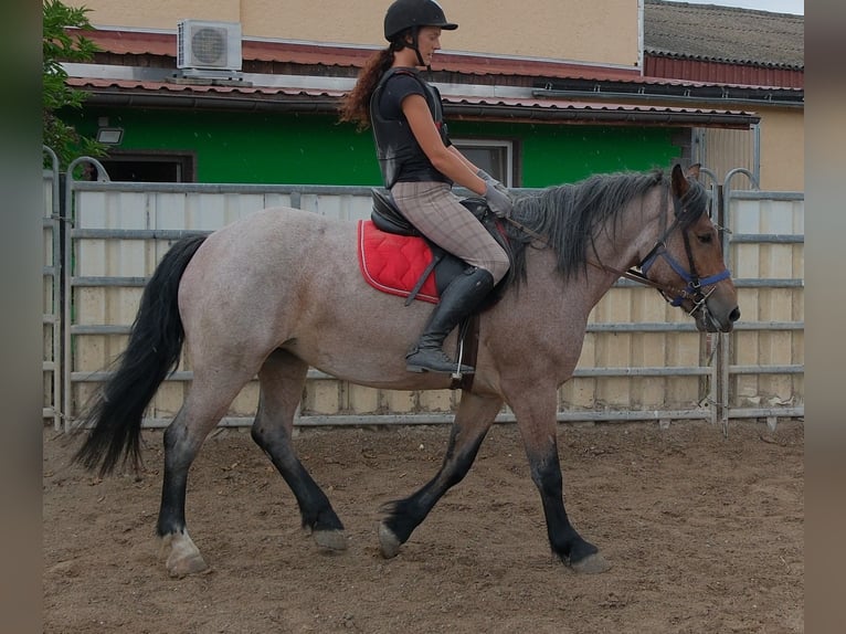 Meer koudbloeden Mix Merrie 4 Jaar 155 cm Brown Falb schimmel in Buttstädt