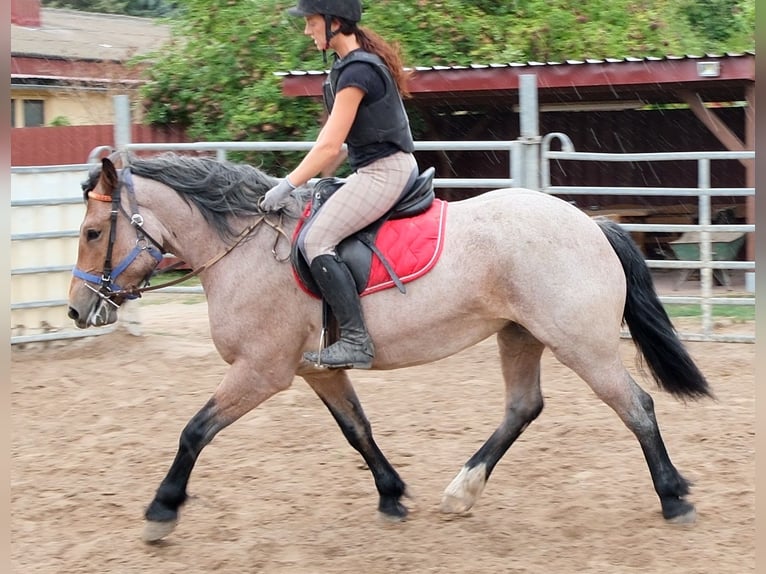 Meer koudbloeden Mix Merrie 4 Jaar 155 cm Brown Falb schimmel in Buttstädt