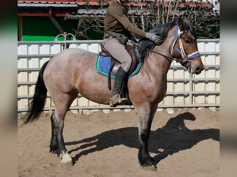 Meer koudbloeden Merrie 4 Jaar 155 cm Brown Falb schimmel in Buttstädt