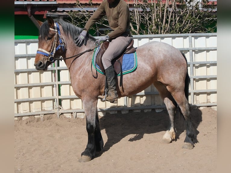 Meer koudbloeden Merrie 4 Jaar 155 cm Brown Falb schimmel in Buttstädt