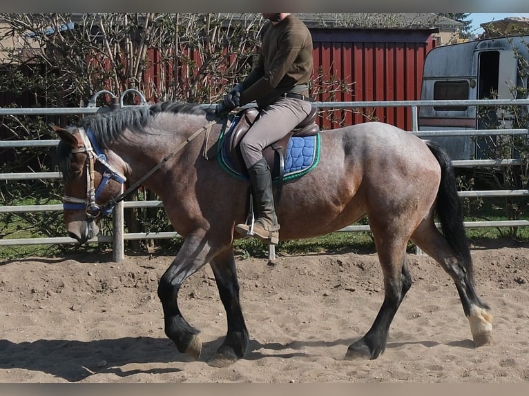 Meer koudbloeden Merrie 4 Jaar 155 cm Brown Falb schimmel in Buttstädt