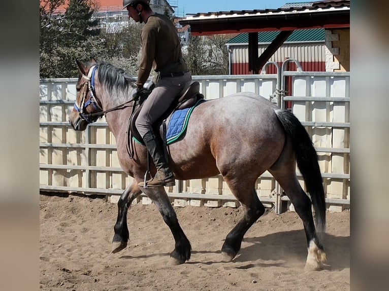 Meer koudbloeden Merrie 4 Jaar 155 cm Brown Falb schimmel in Buttstädt