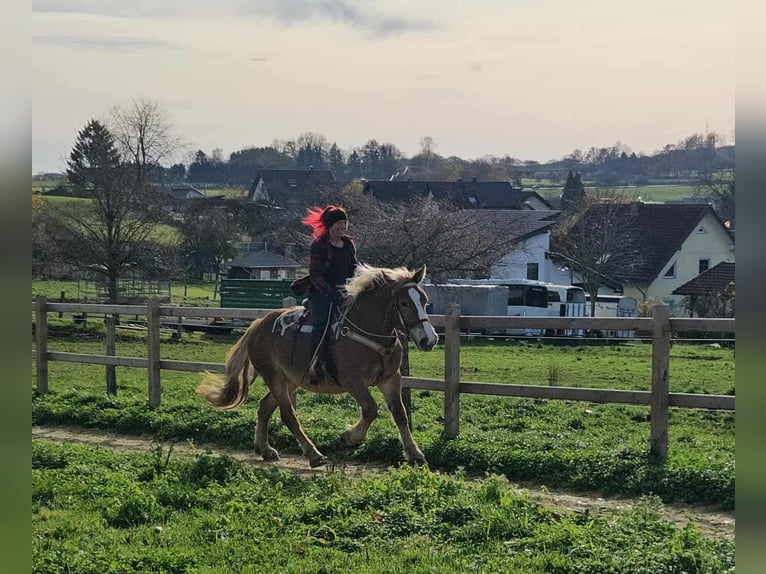 Meer koudbloeden Merrie 4 Jaar 158 cm Vos in Linkenbach