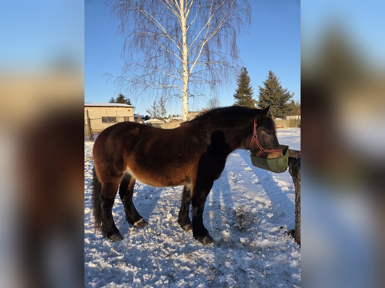 Meer koudbloeden Merrie 4 Jaar Donkerbruin in Majdan
