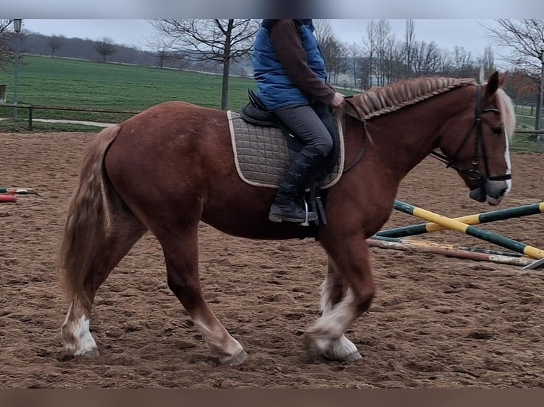 Meer koudbloeden Merrie 5 Jaar 160 cm Vos in Camburg