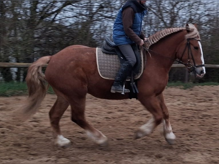 Meer koudbloeden Merrie 5 Jaar 160 cm Vos in Camburg