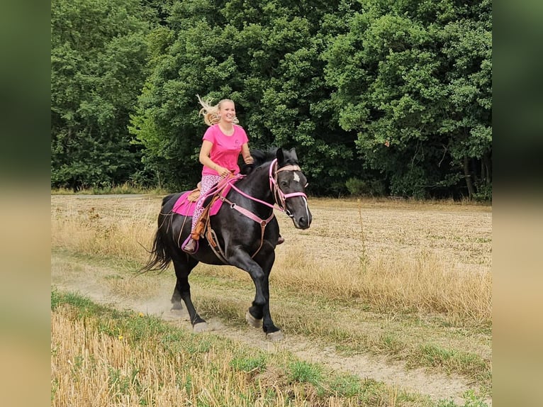 Meer koudbloeden Merrie 5 Jaar 167 cm Zwart in Linkenbach