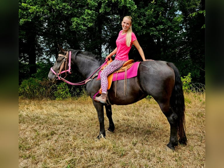 Meer koudbloeden Merrie 5 Jaar 167 cm Zwart in Linkenbach