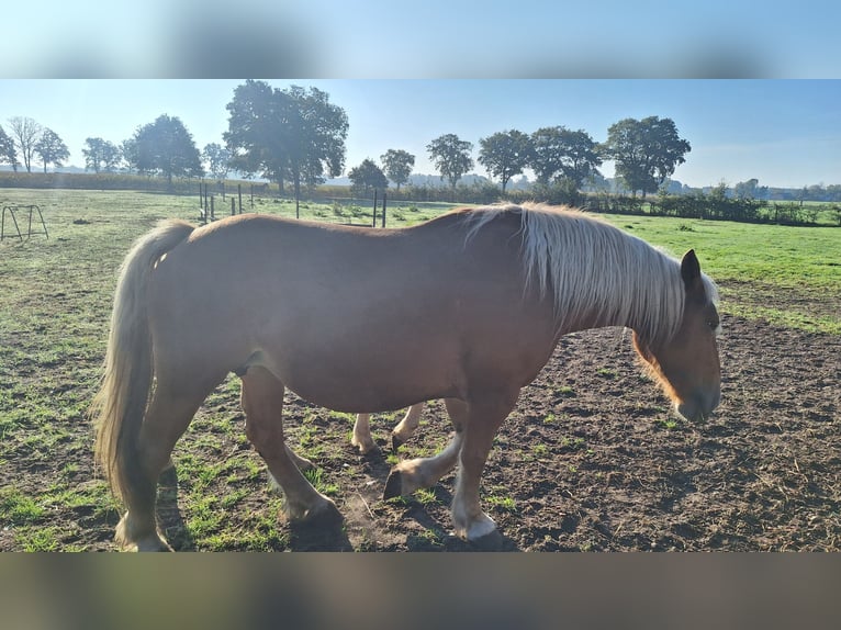 Meer koudbloeden Merrie 5 Jaar Vos in Ulicoten