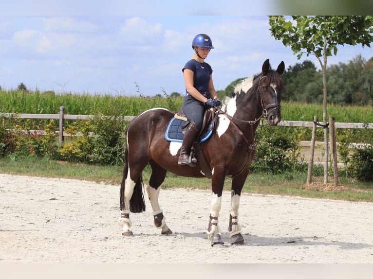 Meer koudbloeden Merrie 6 Jaar 150 cm Gevlekt-paard in Pepingen