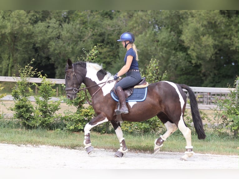 Meer koudbloeden Merrie 6 Jaar 150 cm Gevlekt-paard in Pepingen