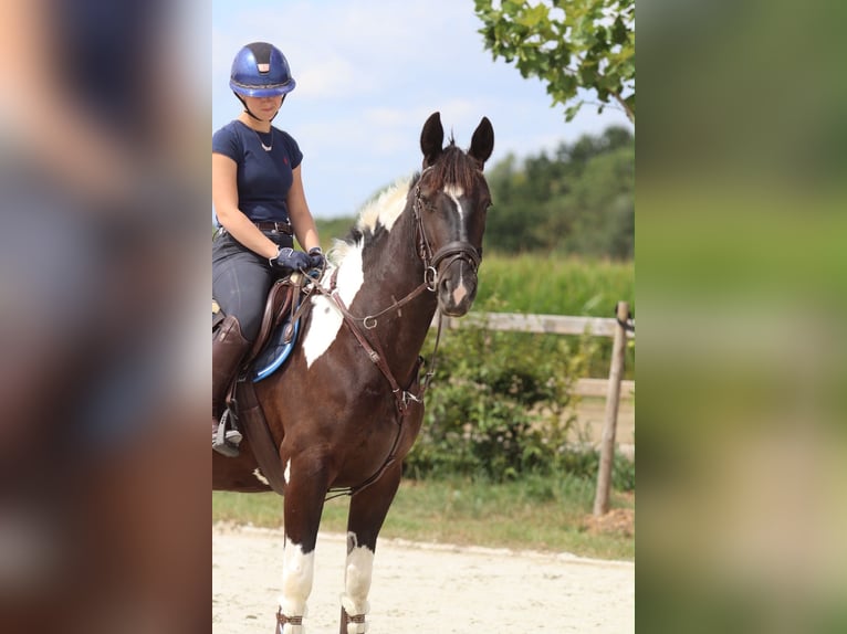 Meer koudbloeden Merrie 6 Jaar 150 cm Gevlekt-paard in Pepingen