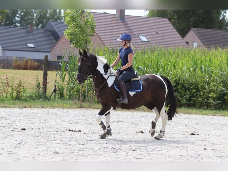 Meer koudbloeden Merrie 6 Jaar 150 cm Gevlekt-paard in Pepingen