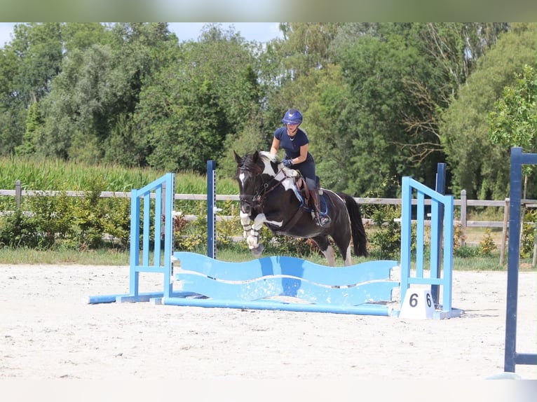 Meer koudbloeden Merrie 6 Jaar 150 cm Gevlekt-paard in Pepingen