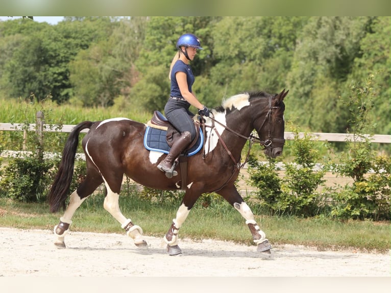 Meer koudbloeden Merrie 6 Jaar 150 cm Gevlekt-paard in Pepingen