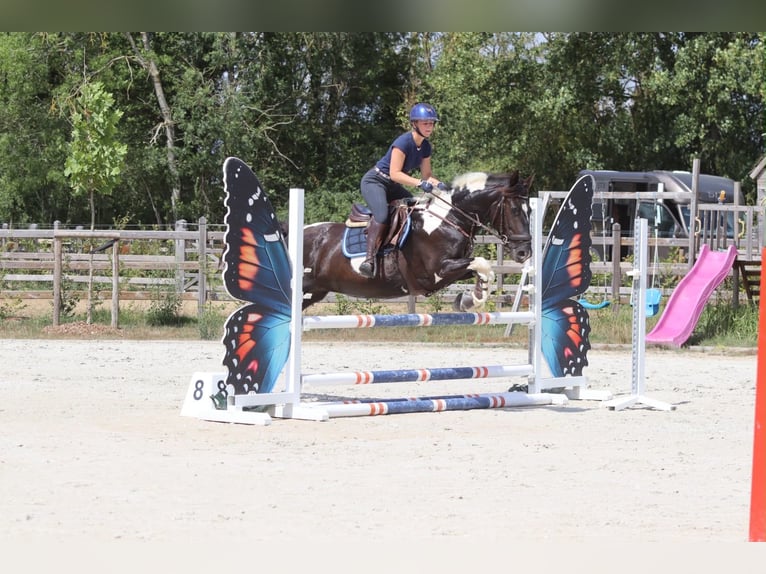 Meer koudbloeden Merrie 6 Jaar 150 cm Gevlekt-paard in Pepingen