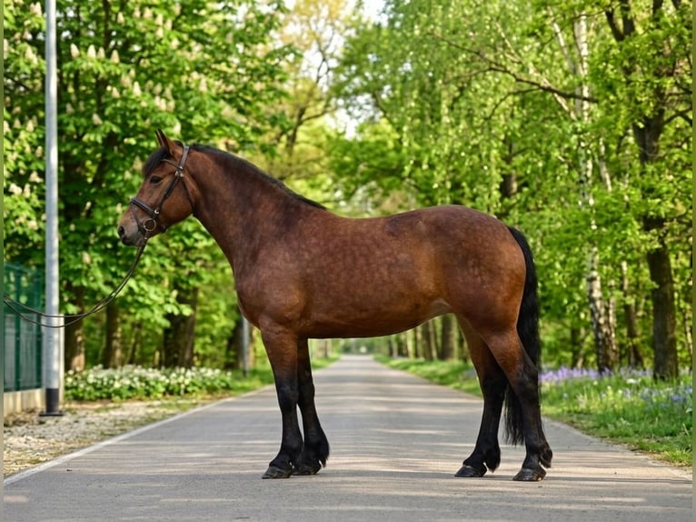 Meer koudbloeden Merrie 6 Jaar 160 cm Bruin in Kecskemét