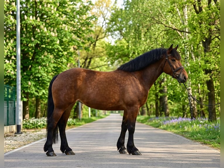 Meer koudbloeden Merrie 6 Jaar 160 cm Bruin in Kecskemét