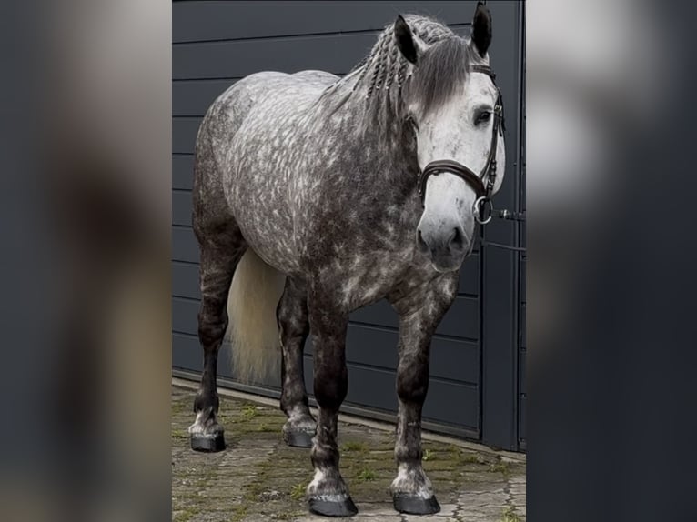 Meer koudbloeden Merrie 6 Jaar 161 cm Appelschimmel in Westerstede