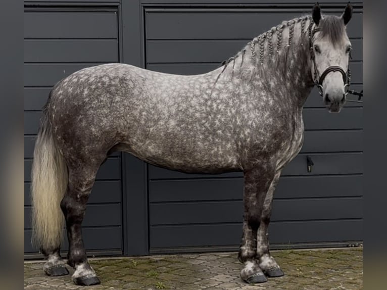 Meer koudbloeden Merrie 6 Jaar 161 cm Appelschimmel in Westerstede