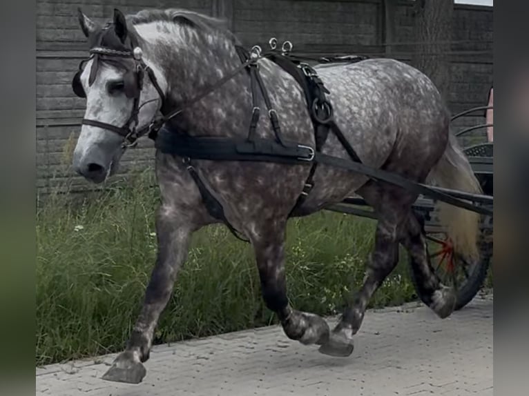 Meer koudbloeden Merrie 6 Jaar 161 cm Appelschimmel in Westerstede