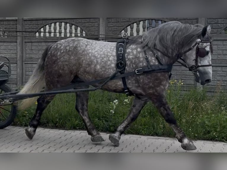 Meer koudbloeden Merrie 6 Jaar 161 cm Appelschimmel in Westerstede