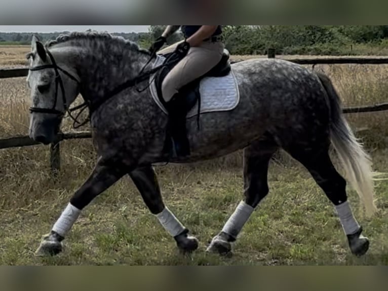 Meer koudbloeden Merrie 6 Jaar 161 cm Appelschimmel in Westerstede
