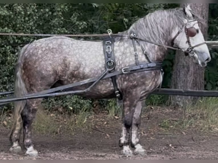 Meer koudbloeden Merrie 6 Jaar 161 cm Appelschimmel in Westerstede