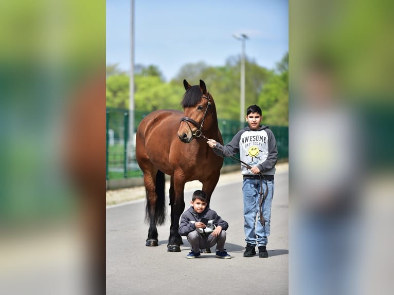 Meer koudbloeden Merrie 6 Jaar 162 cm Bruin in Grieselstein