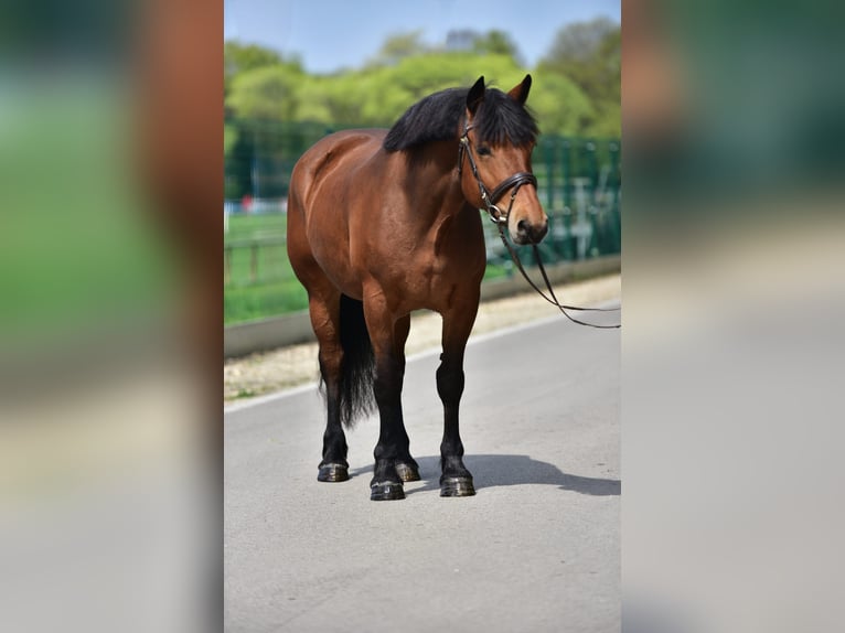 Meer koudbloeden Merrie 6 Jaar 162 cm Bruin in Grieselstein