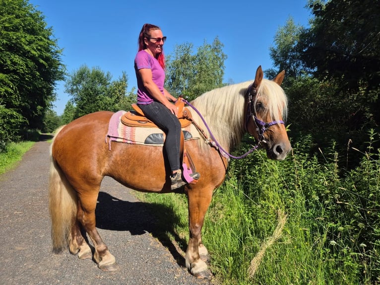 Meer koudbloeden Merrie 6 Jaar 165 cm Donkere-vos in Linkenbach