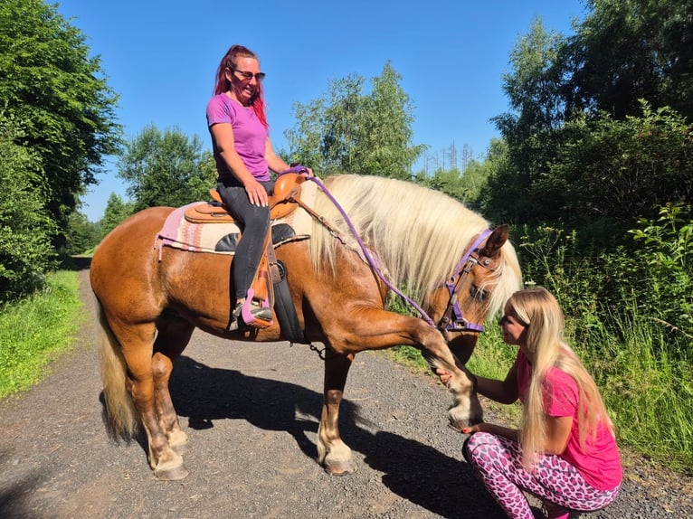 Meer koudbloeden Merrie 6 Jaar 165 cm Donkere-vos in Linkenbach