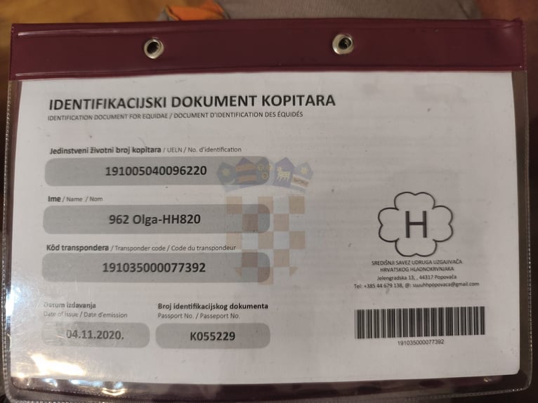 Meer koudbloeden Merrie 6 Jaar Donkerbruin in Rešetari