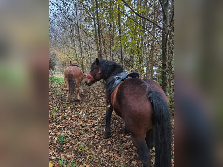 Meer koudbloeden Merrie 6 Jaar Donkerbruin in Rešetari