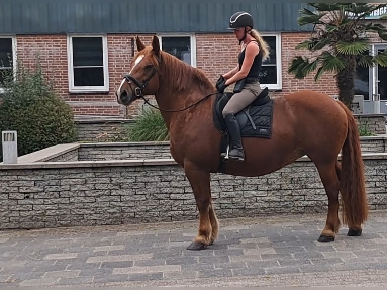 Meer koudbloeden Merrie 7 Jaar 157 cm Roodvos in Oud Gastel