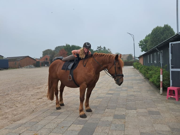 Meer koudbloeden Merrie 7 Jaar 157 cm Roodvos in Oud Gastel