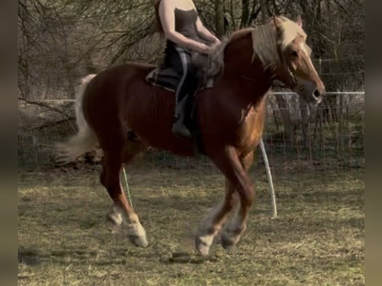Meer koudbloeden Merrie 7 Jaar 168 cm Vos in Jabing