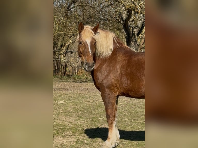 Meer koudbloeden Merrie 7 Jaar 168 cm Vos in Jabing