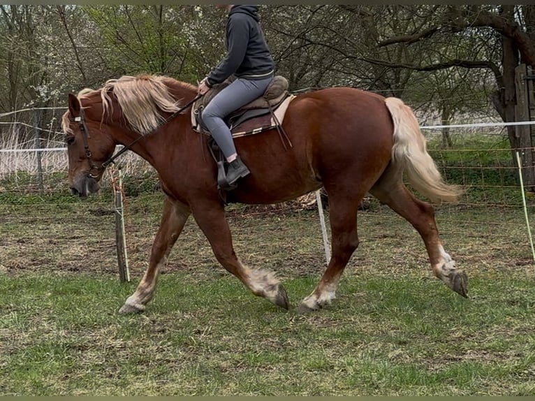 Meer koudbloeden Merrie 7 Jaar 168 cm Vos in Jabing