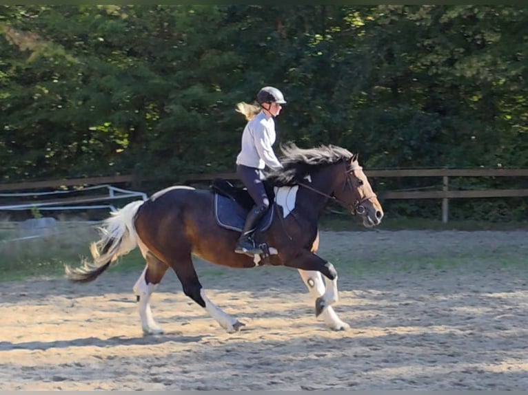 Meer koudbloeden Merrie 8 Jaar 160 cm Gevlekt-paard in Braunschweig