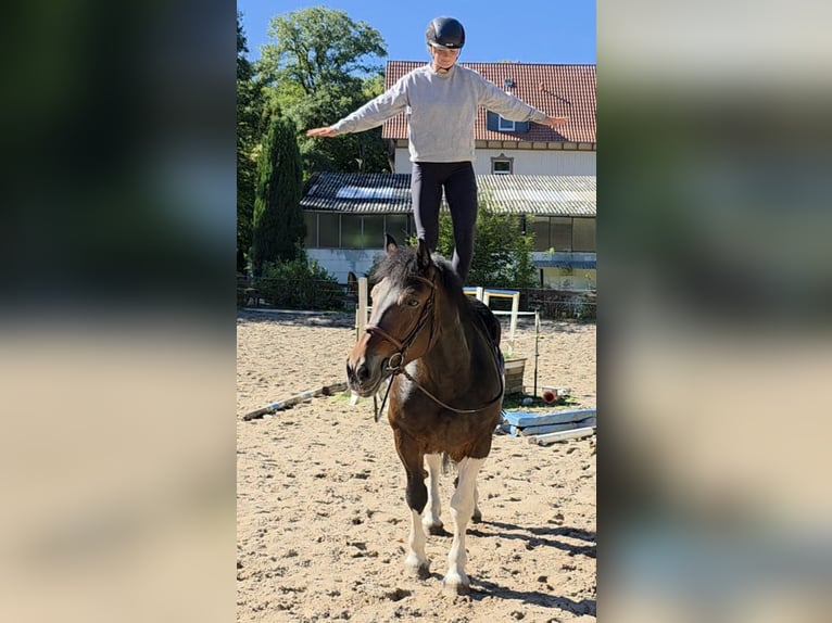 Meer koudbloeden Merrie 8 Jaar 160 cm Gevlekt-paard in Braunschweig