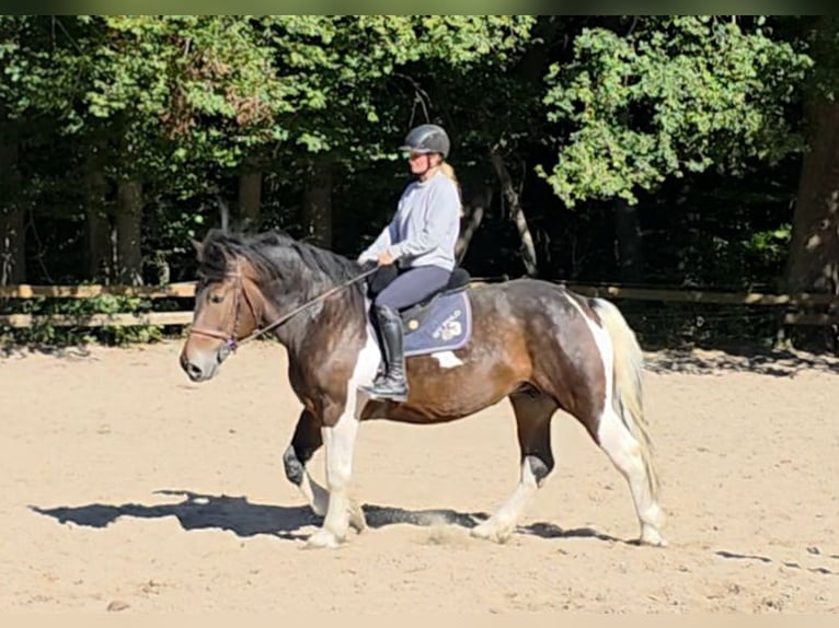 Meer koudbloeden Merrie 8 Jaar 160 cm Gevlekt-paard in Braunschweig