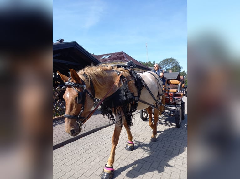 Meer koudbloeden Mix Merrie 8 Jaar 164 cm Rood schimmel in Müncheberg