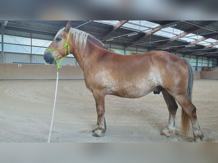 Meer koudbloeden Ruin 13 Jaar 155 cm Vos in Schwanfeld